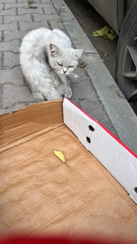 Yuva aranıyor gelip alınabilir fotoğraf