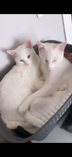 1 ANNE 2 OĞLU YUVA ARIYOR fotoğraf