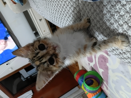 Ömürlük yuvasını bekliyor fotoğraf