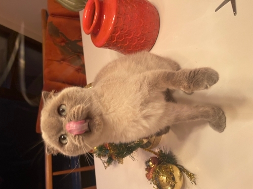 Beyaz melek evin kraliçesi yeni yuvasını arıyo fotoğraf