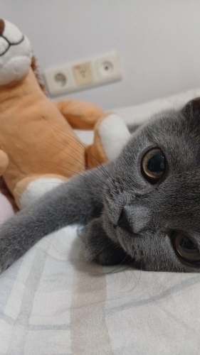 minik balıma güvenilir ilgili aile arıyoruz fotoğraf