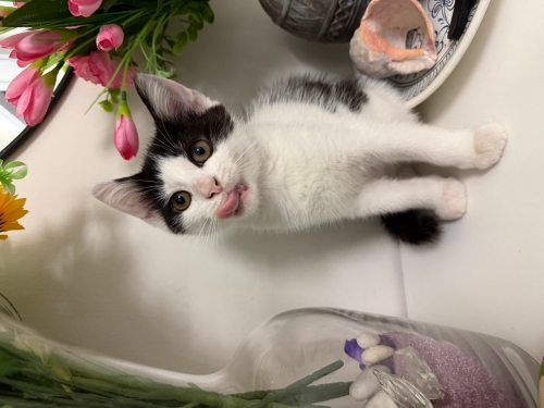 3 yavru kedi acil yuva fotoğraf