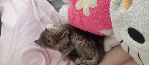 Ömürlük Yuva Arayan 2 Yavru Kedi (Yaklaşık 5-6 Haftalık) fotoğraf