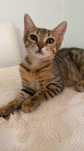 LİLA ACİL YUVA ARIYOR fotoğraf
