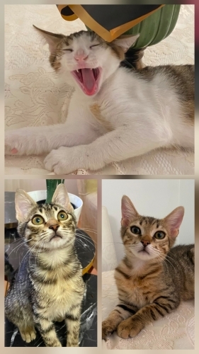 SOKAĞA DÖNMESİNLER LÜTFEN ACİL YUVA fotoğraf