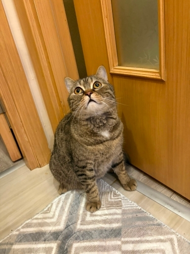 5 yasinda sevecan erkek kedi(tefo) fotoğraf