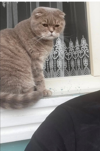 Scotish fold Takip Şartıyla Tüm Eşyalarıyla Verilecektir fotoğraf