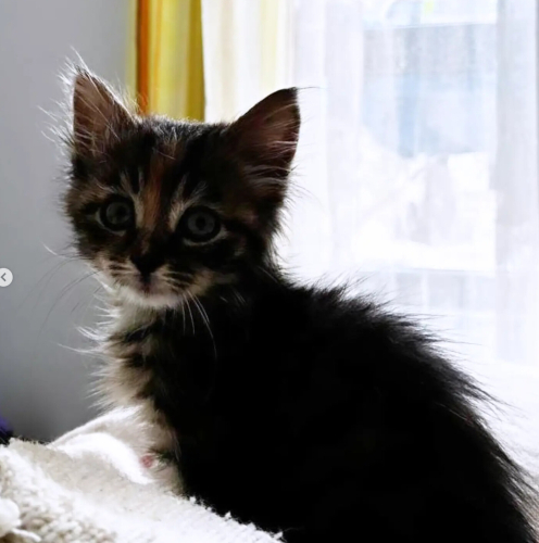 Mini, ömürlük yuvasını arıyor fotoğraf