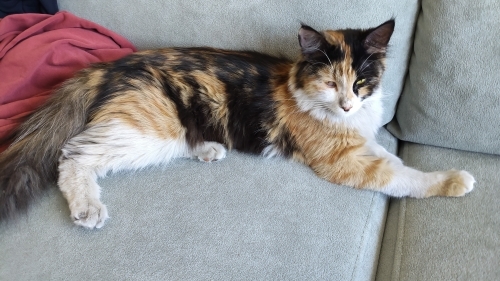 Bicirik Sokakta Bulduğumuz Kedi fotoğraf