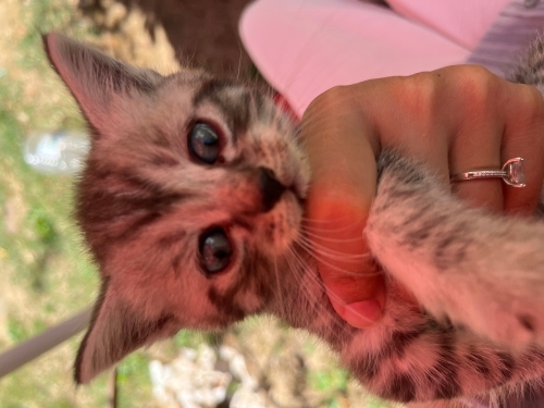 1 aylık bebek kedi fotoğraf