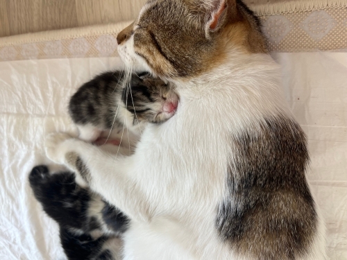 Yeni doğum yaptı bırakıcak kimsem yok fotoğraf