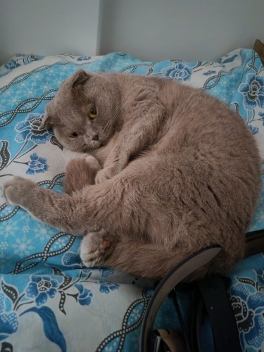 Scottish fold acil yuva aranıyor fotoğraf