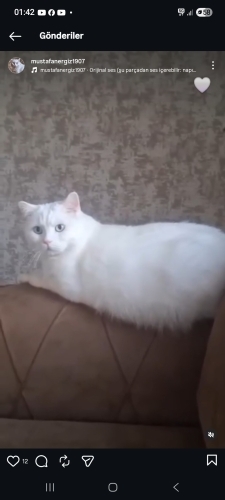 Asil oğlum ev değişikliği nedeniyle dairede kedi beslenmesi yasak olduğu için v fotoğraf