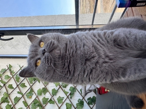 BAL GÖZLÜ BAL’IM fotoğraf