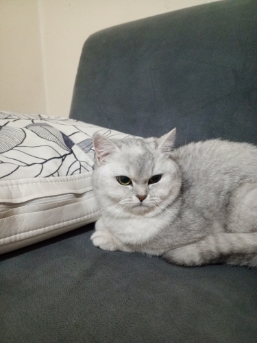 Brıtsh ırklı kedim bella yeni yuvasını arıyor fotoğraf