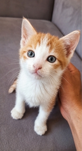 Acil yuva aranıyor fotoğraf