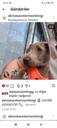 E5 karayolu kenarında ağlarken bulundu.ACİL YUVA .. fotoğraf