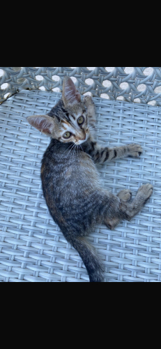 Zorbalanan kedi fotoğraf