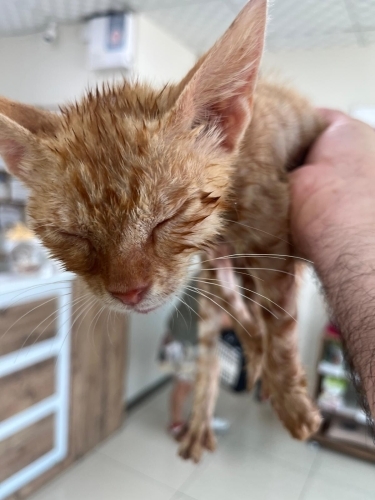 Sarman kedi sahiplendirme fotoğraf
