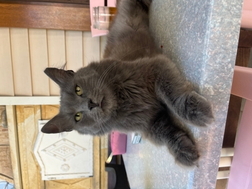 Sokağa bırakılan cins kedi Miya kızımıza yuva fotoğraf
