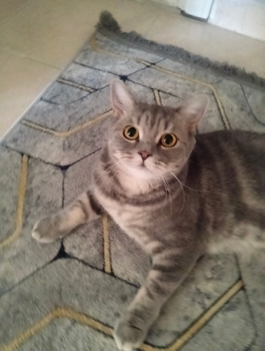 Çok sevecen çok akıllı fotoğraf