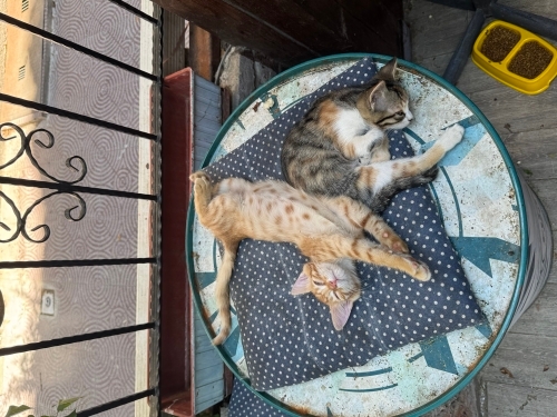 kucak bebegi, sakin bir cocuk fotoğraf