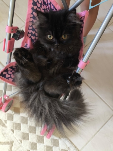 Kendi Irkının Tek Örneği fotoğraf