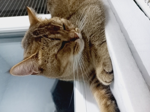 Sevimli kedi acil bir yuva fotoğraf