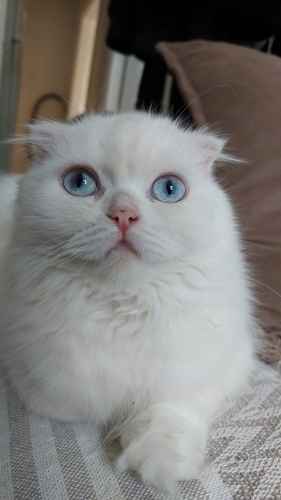 Kar beyazi Scottish Fold fotoğraf