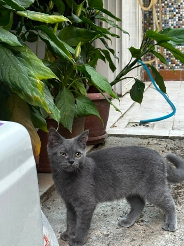 Küçük Gri Sevecen Kedi fotoğraf