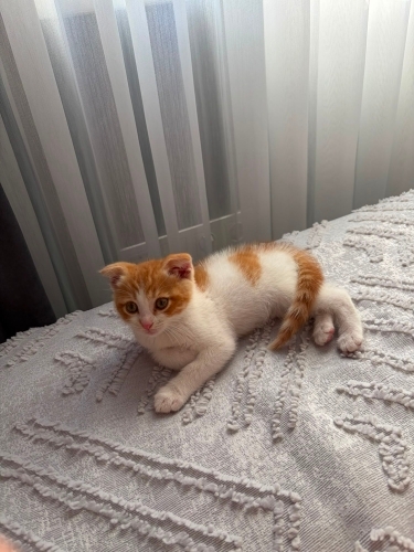 Tarçın minik yavrumuza yuva fotoğraf