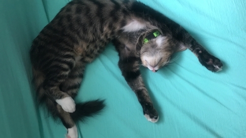 Sevgi dolu bir kedi fotoğraf