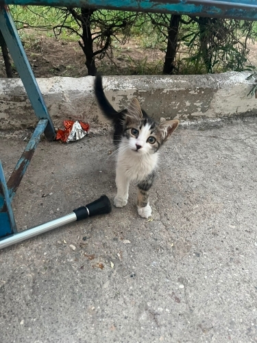 bu tatlı yavruya yuva arıyoruz fotoğraf