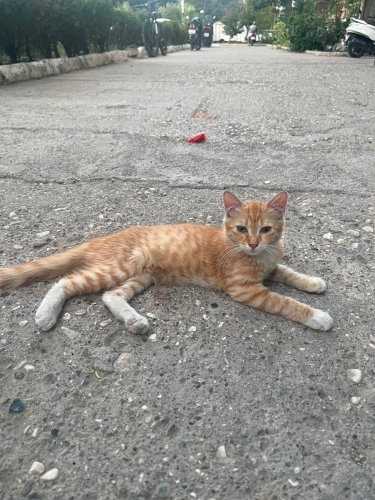 bu tatlı yavruya yuva arıyoruz fotoğraf