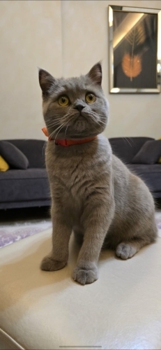Uslu ve sakin ilgi bağımlısı ve temiz fotoğraf