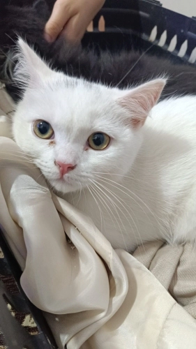 YAVRU KEDI SAHIPLENDIRME fotoğraf