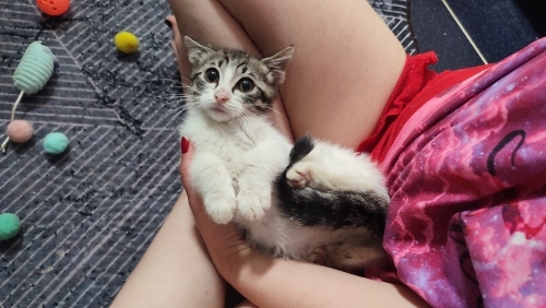 Kedinizle dötle don gibi olmak ister misiniz hamur tam da bunun için var 🥰😬 fotoğraf