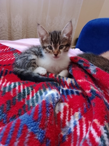 Çok uysal ve çok tatli oyuncu kedim fotoğraf
