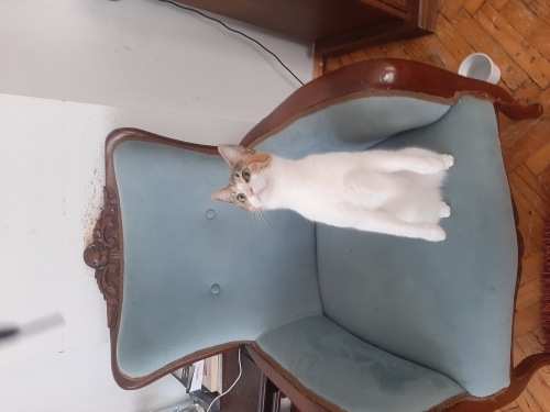 Oyuncu, Hayta, Meraklı, Korumacı, Sevgi Yumağı, Cesur ve Zeki fotoğraf