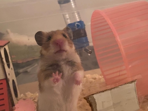 8 aylık dişi syrian hamster fotoğraf
