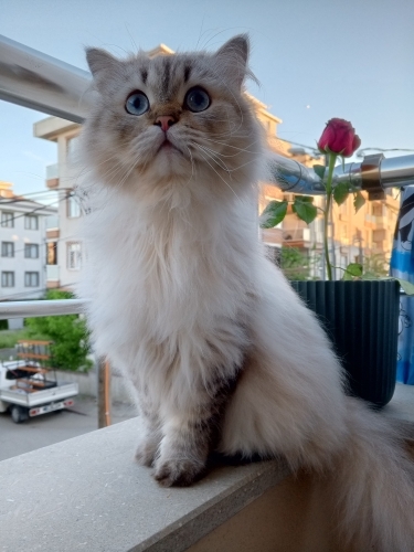Pufff yenı yuvasını arıyor fotoğraf