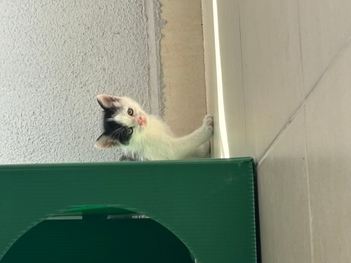 🏡 Bu Miniklere Bir Şans Verir misiniz? fotoğraf
