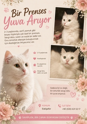 Dünya güzeli bir kız fotoğraf