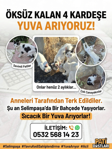 Çarşı ve kardeşleri fotoğraf