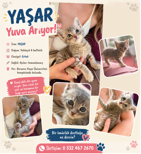 Annesiz büyüyen yavrumuza kalıcı ömürlük yuva arıyoruz! fotoğraf