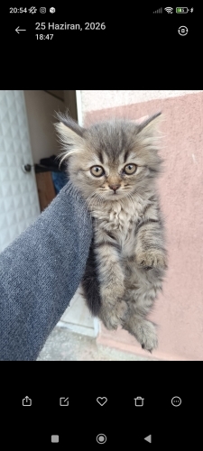 Uzun tüylü tekir kedi yuva arıyor. fotoğraf