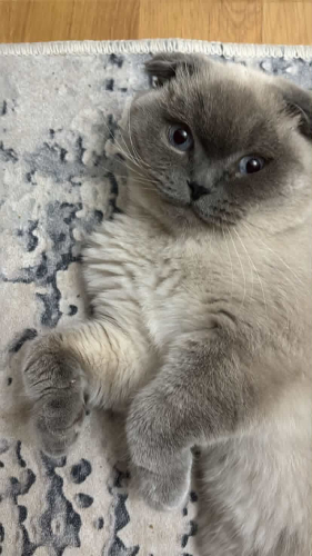 Sevgi Dolu Scottish Fold Oğlumuz Bulut’a Sıcak Bir Yuva Arıyoruz 🐾 fotoğraf
