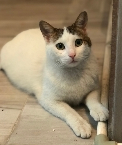 Sevgi arsızı Çiçek kız yuva arıyor fotoğraf