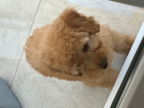 Standart Poddle 2 aylık çipli yavru - Ücretsiz sahiplendireceğim fotoğraf