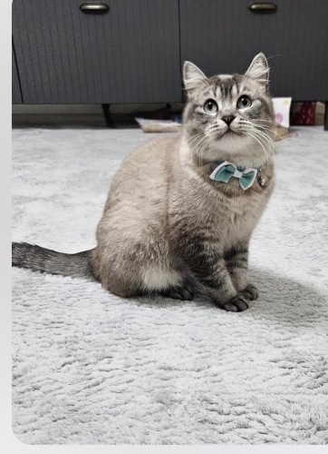 Badem yuva arıyor fotoğraf